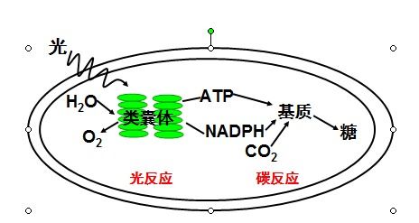 如何學(xué)習(xí)高中生物光合作用