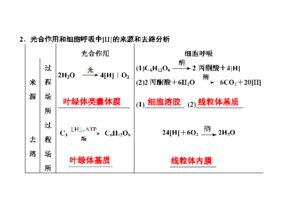 光合作用與細胞呼吸 2012屆高考生物一輪復習第11講