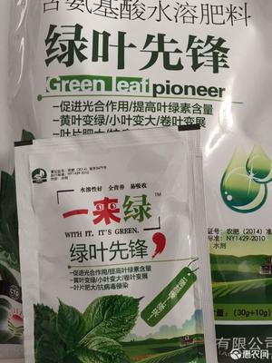 綠葉先鋒 高效葉面肥‘一來綠’，黃葉變綠與光合作用的奧秘